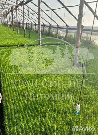 Предзаказ Голубая ель зкс сеянцы