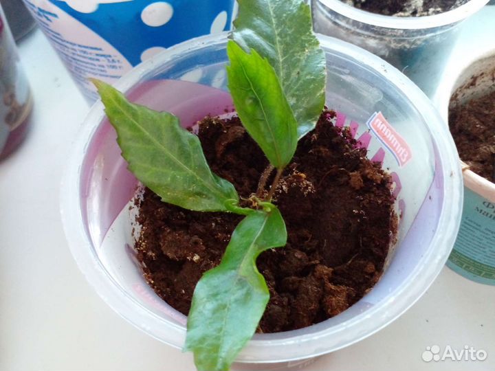 Гибискус (розан)