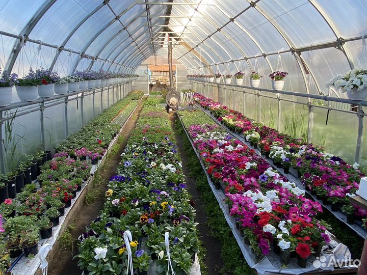 Цветы рассада