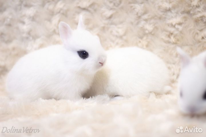 Крольчата карлики хототы, редкая порода