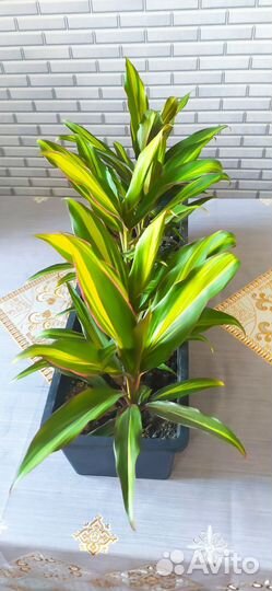 Пальма юкка