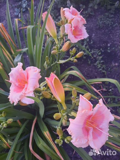 Садовые многолетние цветы