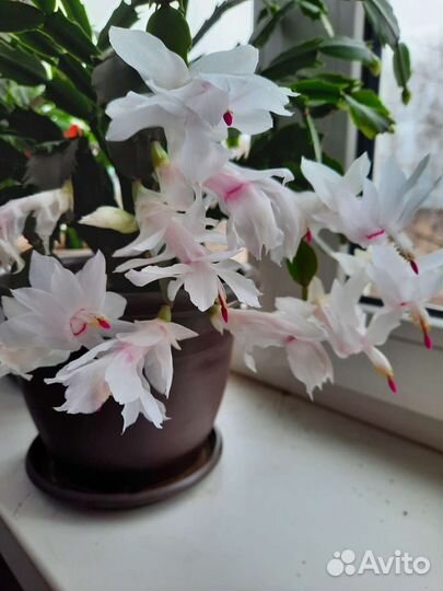 Цветы декабристы