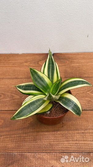 Сансевиерия трифасциата голден ханни