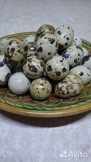 Яйцо перепелов. Пищевое, инкубационное