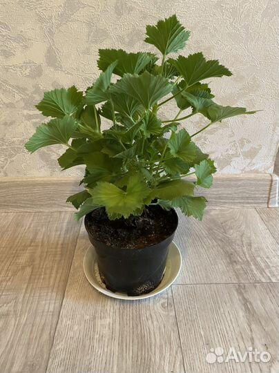 Герань королевская