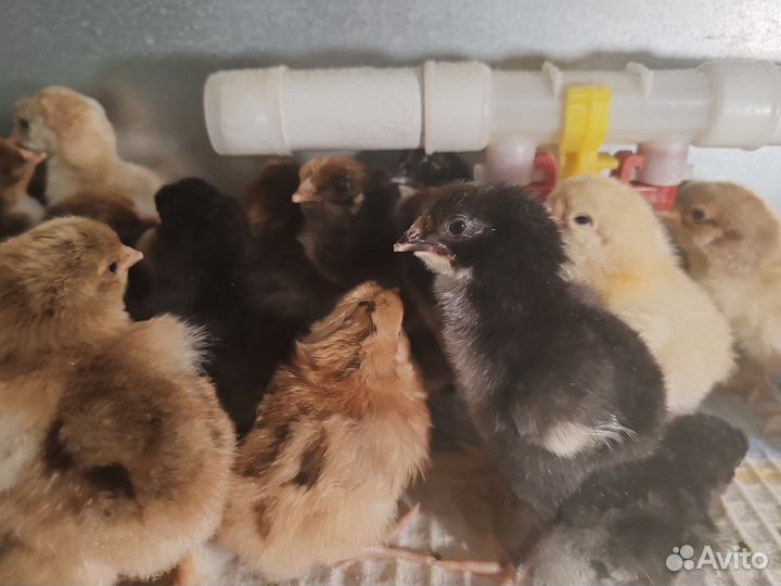 Цыплята кур-несушек мясояичных