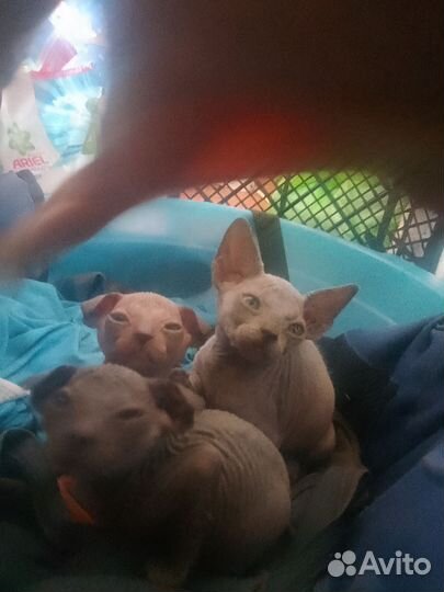 Котята сфинкс