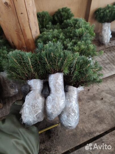 Саженцы Ель Голубая опт/окс