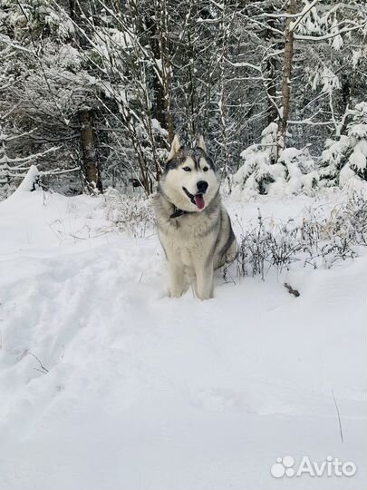 Хаски вязка