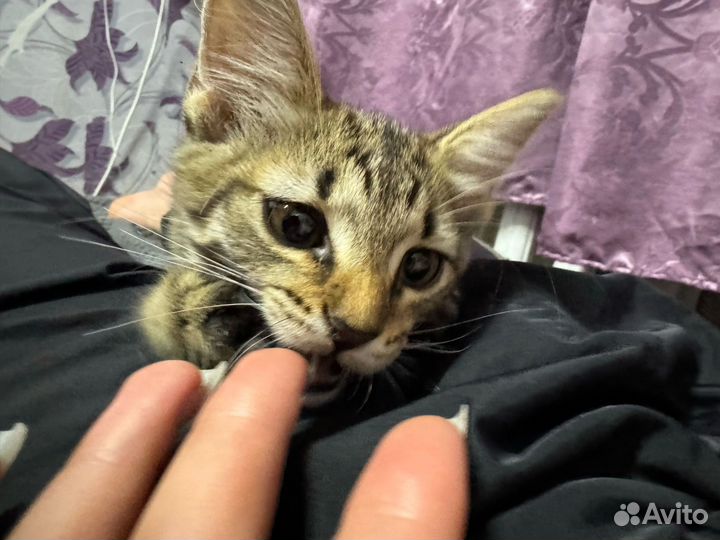 Крутой котенок В дар