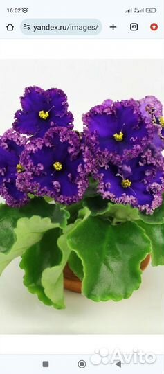 Фиалки сортовые(детки)