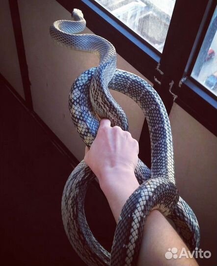 Тонкохвостый полоз змея