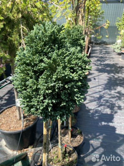 Кипарисовик Лоусона штамб