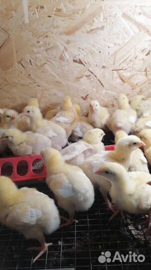 Цыплята бройлеры кобб 500 Утята. Мясо птицы