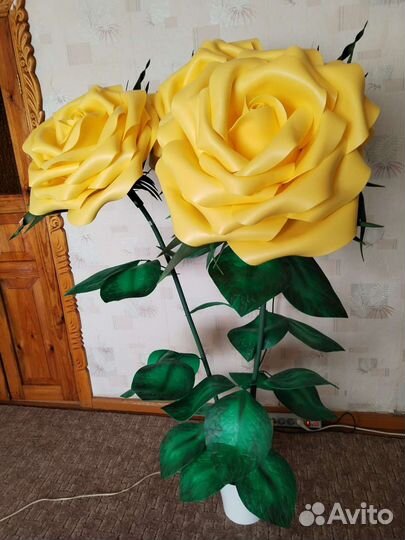 Ростовые цветы розы