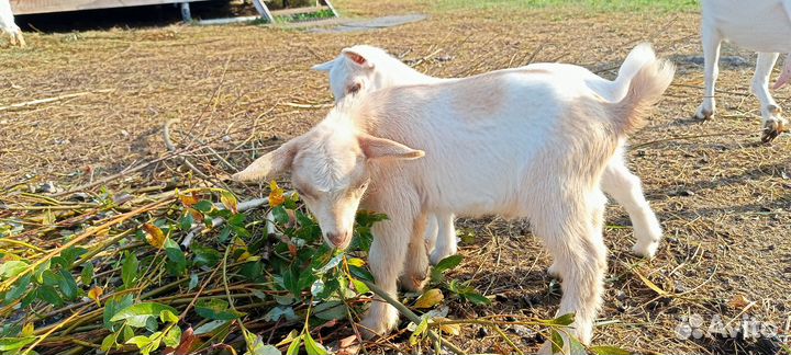 Камерунский козлик