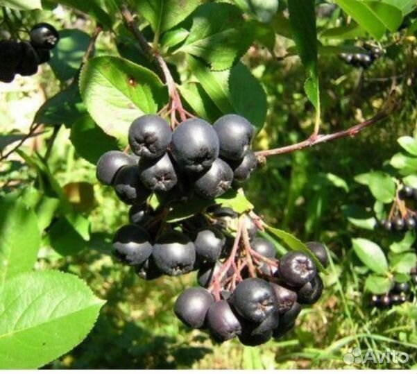 Рябина черноплодная (Арония)