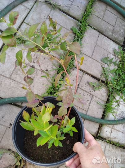 Голубика сорт Денис блю