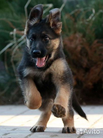 Щенки немецкой овчарки