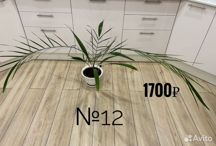 Комнатные цветы