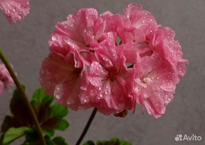 Пеларгония герань сортовая