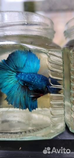 Рыбка петушок