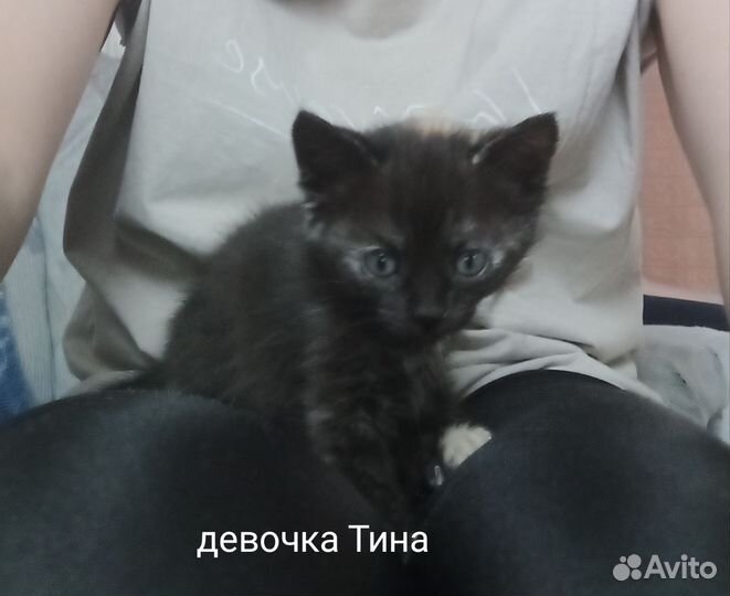 Котята