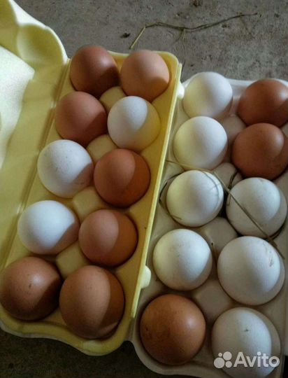 Домашние куриные яйца