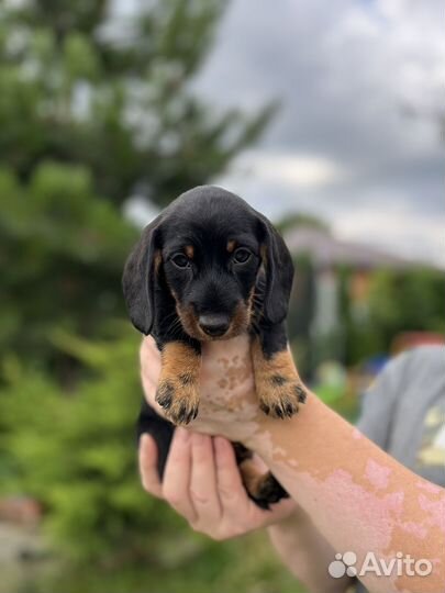 Щенки кроличьей таксы