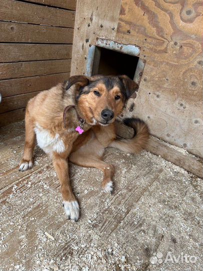 Кавказская овчарка в добрые руки