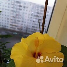 Красивый гибискус