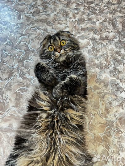 Кошка