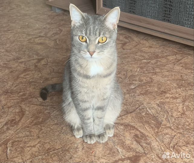 Кот в добрые руки