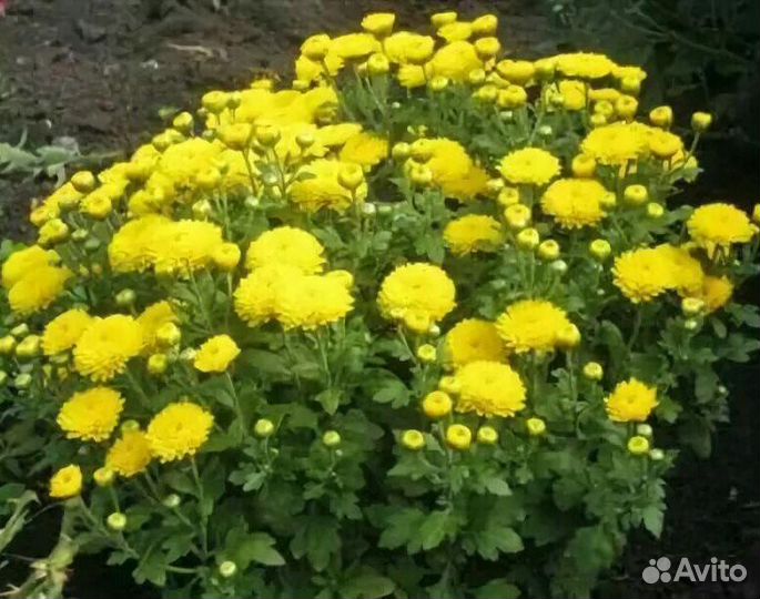 Хризантема желтая