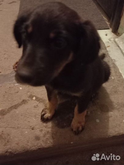 Щенок-девочка