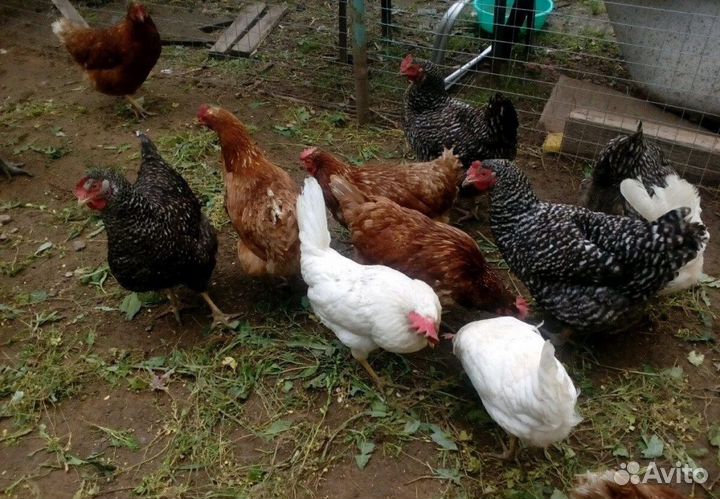 Куры несушки.Цыплята бройлеры.Петух.Мулард.Гусята