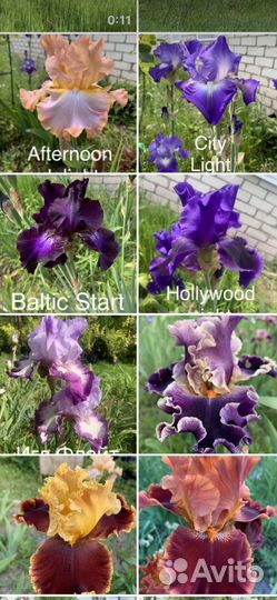Ирис Черный дракон + 300 сортов