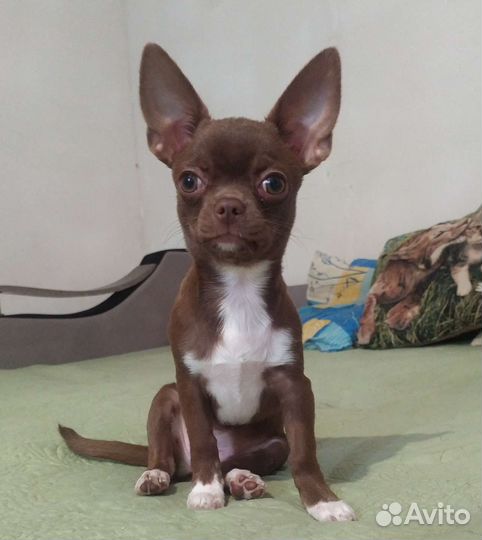 Чихуахуа девочка