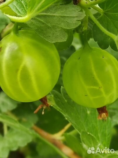 Черенки крыжовникаПророщенные