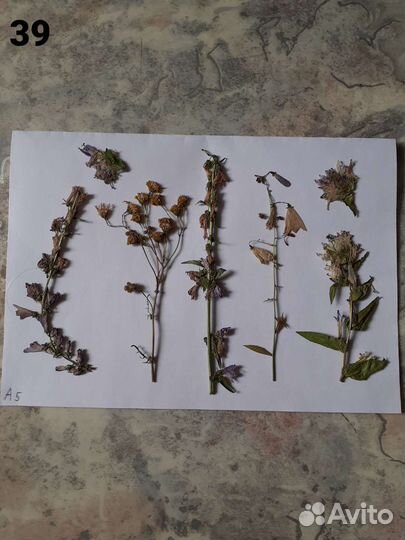 Сухоцветы разные