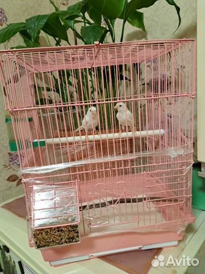 Кенара и канарейки