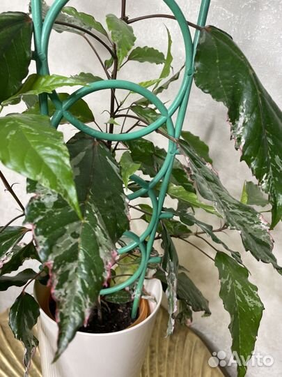 Гибискус китайская роза Купера