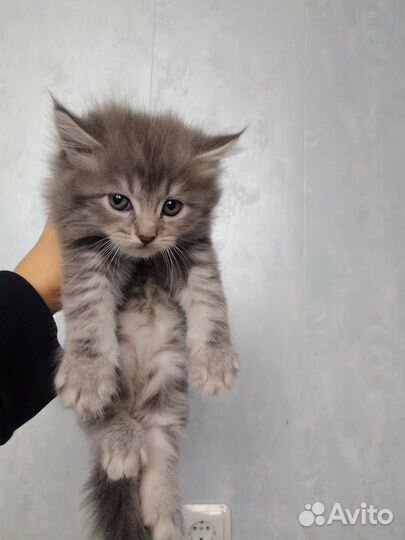 Кошка с котятами