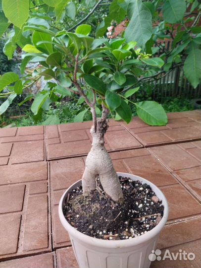 Фикус гинсенг микрокарпа