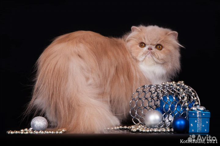 Персидская кошка