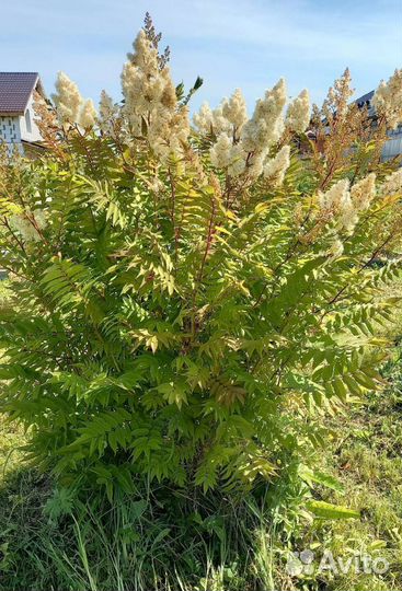 Рябинник рябинолистный Сэм