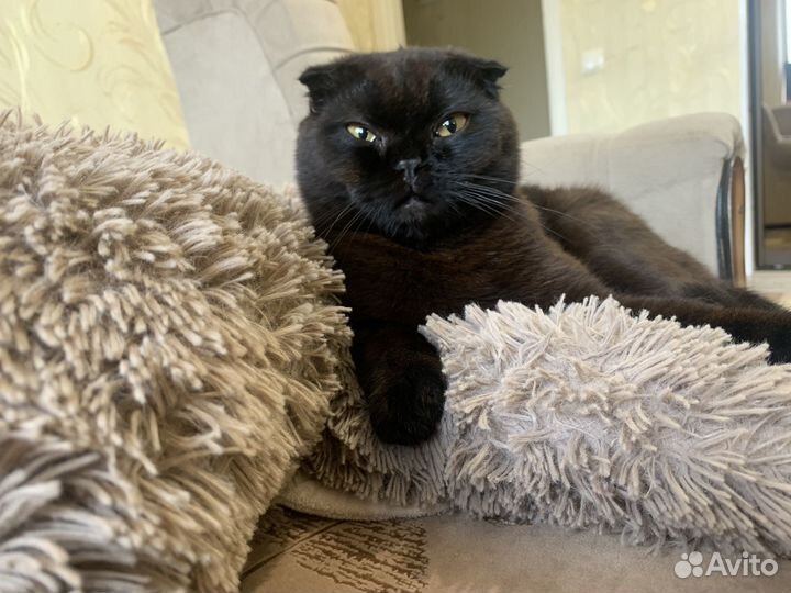 Шотландский кот. Вязка