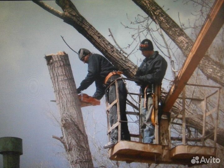 Спил деревьев. Обрезка