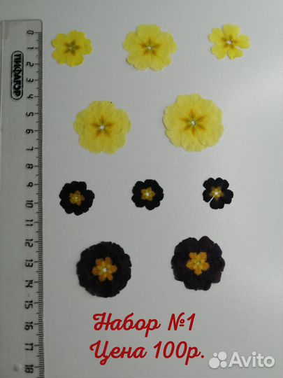 Сухоцветы для творчества